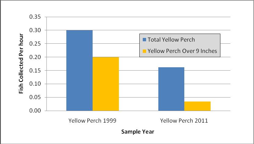 We had heard many stories from fishermen that frequent Wilmore Dam that they are still there in good numbers. In 2011 we captured 0.03 yellow perch over 9 inches per hour.