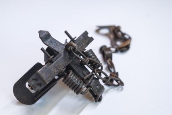 It is unlawful to use a trap with teeth on the jaws All foothold traps must have at least three swiveling points and the chain must be centrally mounted at the base of the trap.