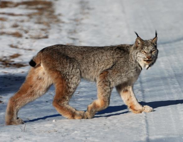 IDENTIFYING RARE MAMMALS Lynx vs. Bobcat Know the Difference The most notable difference between a lynx and a bobcat is paw size. Lynx paws are about twice the size of bobcat paws.