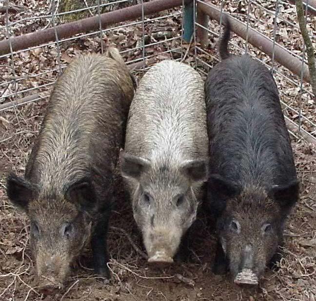 Operational Procedures Feral Hog Hunting, 2004 Fort Leonard Wood, MO Feral hogs are not regulated as a game animal in the state of Missouri and they may be taken in any number throughout the year.