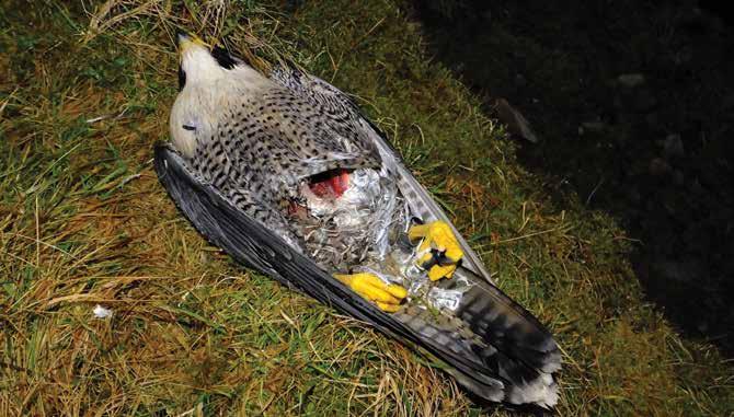 The Nature Directives and wildlife crime RSPB This peregrine was poisoned at its nest site in South Lanarkshire in 2014 In its 2013 Strategic Assessment, the NWCU states that: Intelligence continues