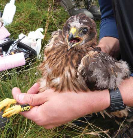 RSPB s Hen Harrier Life+ Project estimated that England could host.