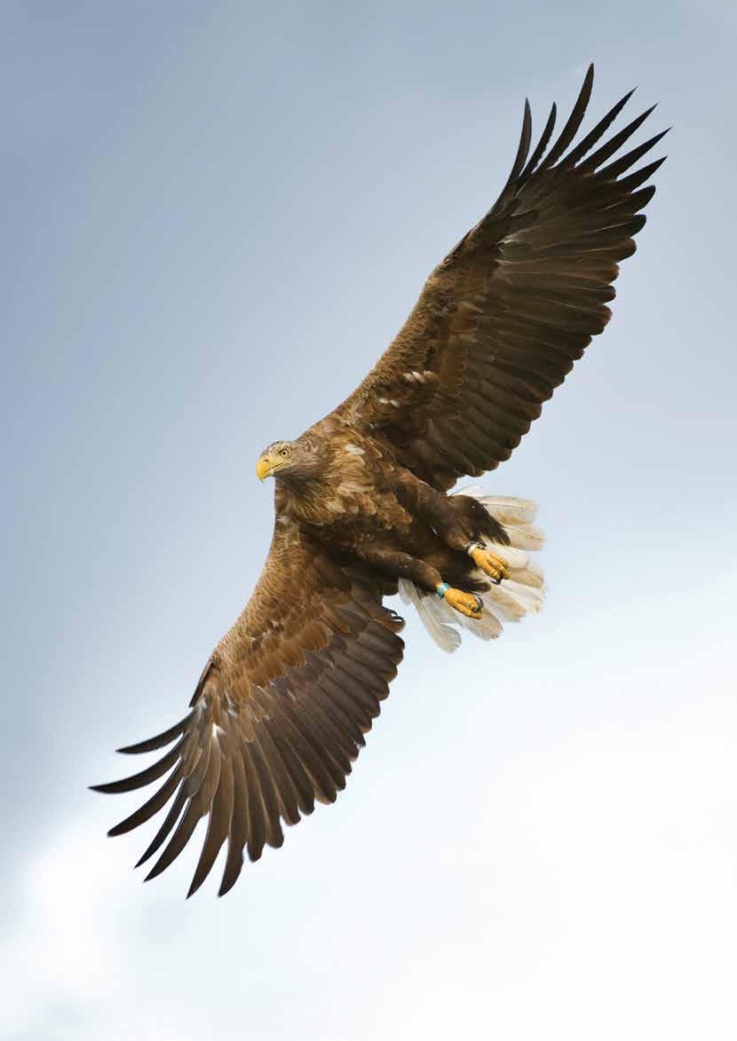 White-tailed Eagle by Mark Hamblin (rspb-images.