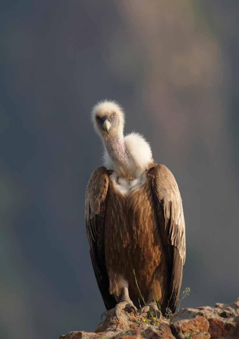 The Nature Directives and wildlife crime Over 2,000 griffon vultures were found