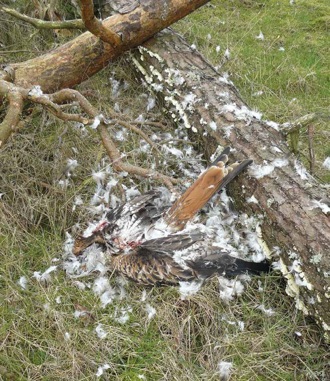 Poisoning Case studies disappearance of any satellite-tagged bird is highly suspicious, this particular incident is of great concern as it is the fifth eagle to disappear on this moor in three years.