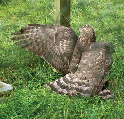These related to the illegal use of two cage traps, the taking and killing of two goshawks, and the taking of a buzzard. He received a four-month prison sentence to run concurrently on each charge.