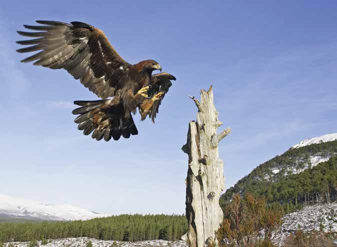 Summary of reported incidents in 2014 Golden eagle by Mark Hamblin (rspb-images.