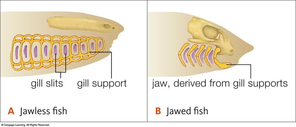 Evolution of the jaws Hypothesis: jaws