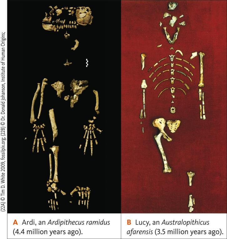 Early Hominins Sahelanthropus tchadensis may be the oldest hominin (7 mya)