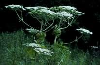 The sap of giant hogweed is dangerous to people as it can cause severe skin blisters and therefore its presence along river bank