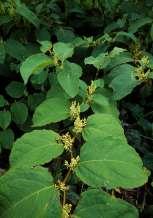 Japanese knotweed is a particular problem in towns and villages where property development is likely, as by law it must be