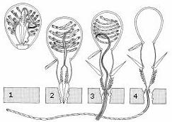 Nematocyst discharge: (1) A dormant nematocyst (2) discharges its stinging apparatus in response to nearby