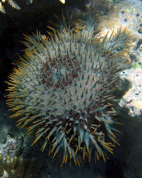Environmental Threats Crown-of of-thorns starfish A fish that eats corals