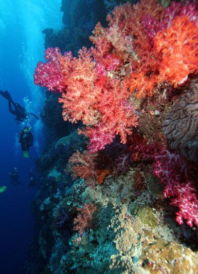 2012 Coral Reef Basics and Its Impact on Ocean Life