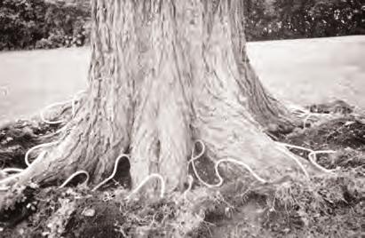 DO NOT treat trees with significant rot or girdling roots. Inspect canopy for significant canopy die back or stress. This may compromise uptake time and distribution. Fig.