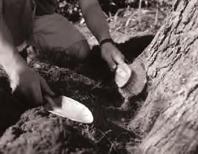 Use a shovel or trowel to remove sod and soil without damaging the tree. (Fig. 2) Thoroughly brush soil from root flares using a coarse brush. (Fig. 3) Soil left on the root flare can dull the bit, clog the holes, and increase uptake time.