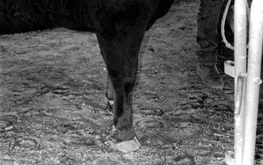 Figure 9. A feeder steer that is buck-kneed.