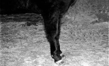 cannon bone. Figure 11. A feeder steer that is calf-kneed.