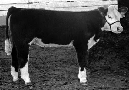 A feeder steer that is shallow in depth of body