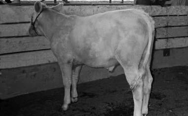 Figure 6. A lightly muscled feeder steer.