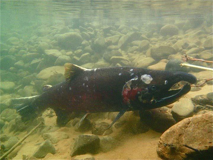 Challenges of Shallow Water Topo