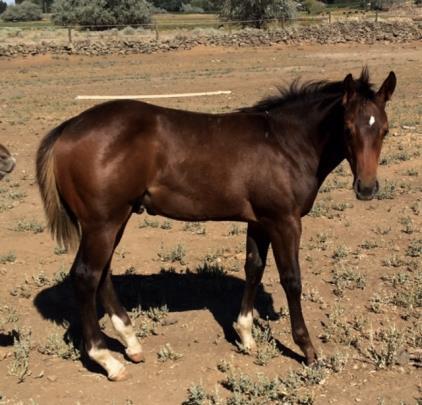 She s got such a dark mane and tail she may go Buckskin/dun. Big powerful hip on such a young one that s a good sign.