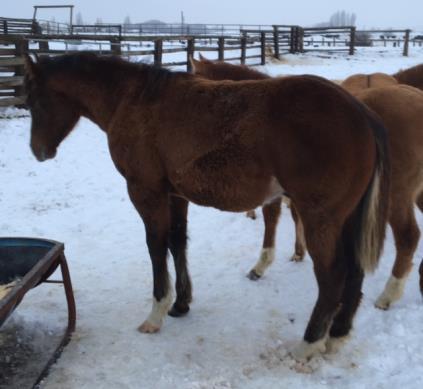 Photo at 1 and then 4 months so you can see he s gonna be big and stout with a nice little foundation Quarter Horse head. His dam is an own daughter of AQHA pt.