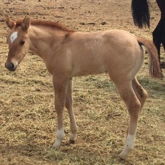 JESSICA CRESENT BEAUTY 2016 Red Dun Filly @ 1 and 3 Weeks... A BEAUTIFUL filly built for work... very athletic... yet quiet enough for a pleasure ride.