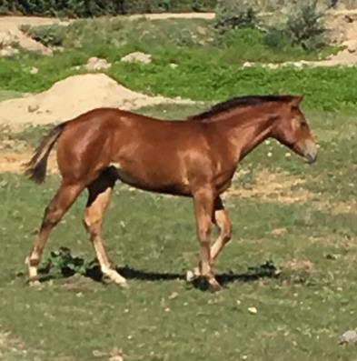 LOT # 4 2016 Red Dun Colt *Sire: No More Tequila HOLLYWOOD JAC HOLLYWOOD DUN IT BLOSSOM BERRY JEWEL DUN IT SKIP A BARB BILLIETTAS JEWEL BILLIETTAS JEWEL GIRLS LIKE JEWELS MR.