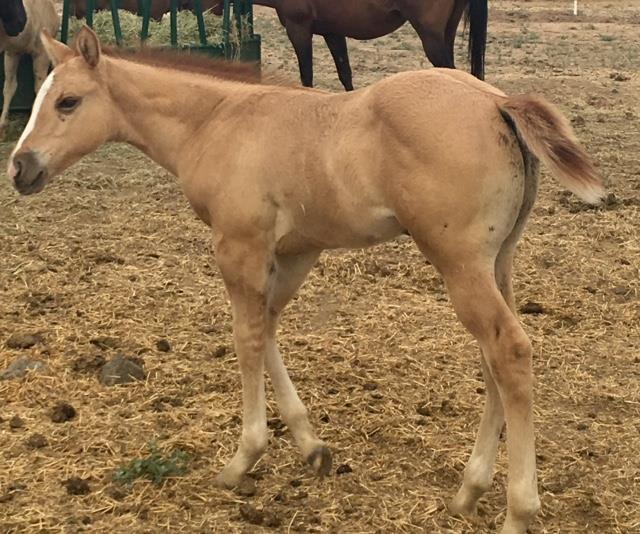 with a pedigree to die for... Hollywood Dun It, Bandits Irish Cream multiple AQHA points and No More Tequila... Super Friendly, has a way of stealing your heart.