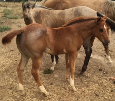 BRICK SKIPS BRICK DEANIE S DIAMOND Lot # 9 2016 RED ROAN WITH 4 WHITE SOCKS. This filly is by Billy Harland himself!