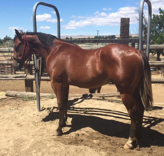 Her dam is an own daughter of, 156 AQHA HALTER POINTS AND MULTIPLE PERFORMANCE $6,500 Full siblings Lot #16 #2 SOLD LOT # 12 2015 STUD COLTS Sire NO MORE TEQUILA LUCKY T DEVIL BOSTON FOUND
