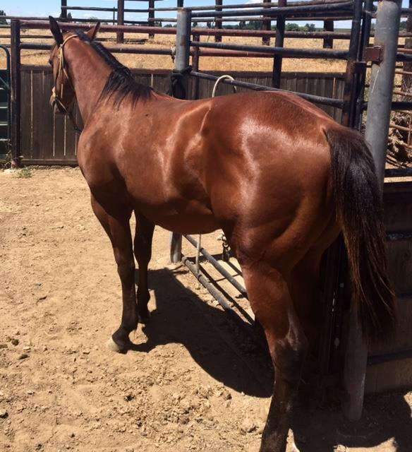 !!!!! POINT: $6,500 is an assured investment in your Quarter Horse future.
