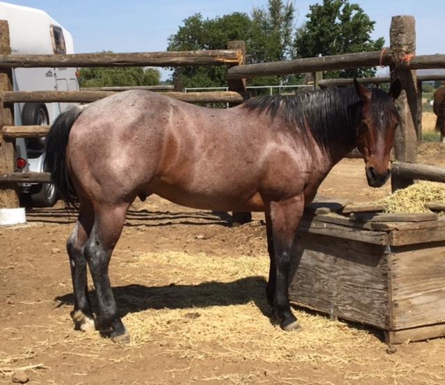 POCO DELL BOLDIE MC CUE BUCKSKIN DUN ZIPS DOLLY PAR DUN This 5 year old filly is out of an own daughter of.