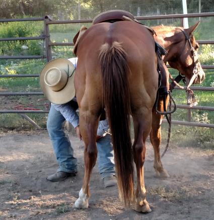 DOLLY FRANKIE BI ZIP WHITE FOX BY ZIP 5 YEAR OLD Registered AQHA GELDING $5,500 14-3 TO 15HH 1200+ lbs. Day Job at a feedlot. Justin Hewitt put 60 days on him.