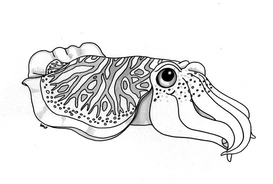 Cephalopoda: squid, octopus,