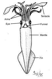 Cephalopoda: squid, octopus, cuttlefish Foot of Cephalopods is modified into arms & tentacles Tentacles: capture prey (fish, crabs) Animal is killed with
