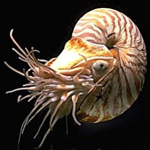 Cephalopoda: Chambered Nautilus Has a coiled external shell.