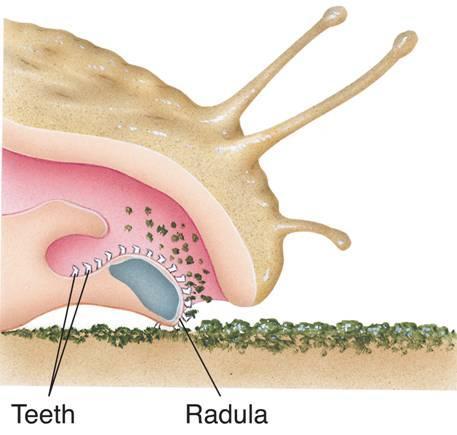 Snails and slugs feed using a flexible, tongueshaped structure known as a radula.
