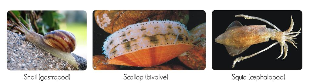 Unit 18.2: Mollusks and Annelids Lesson Objectives Describe invertebrates in the phylum Mollusca. Summarize the characteristics of annelids.