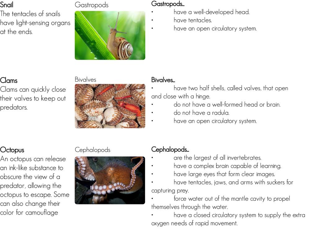 The major classes of mollusks vary in structure and function. You can read about some of their differences in Figure below.