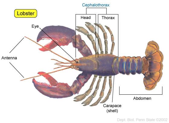 Types of Marine Arthropods Crustaceans 68,000 species 2 pairs antennae Gills for respiration Head
