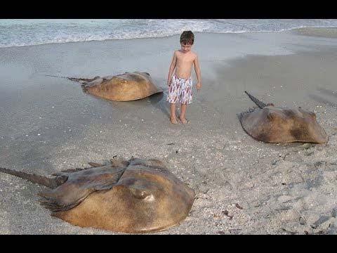 Types of Marine Arthropods Horseshoe crabs- 5 pairs of legs, first pair modified in males for reproduction