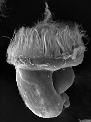 a planktonic veliger (final) larvae