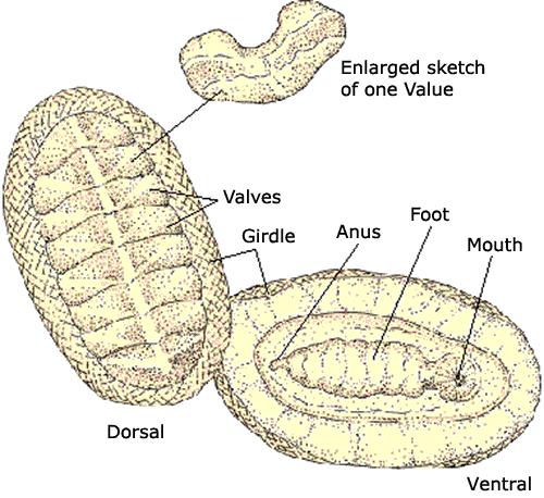Types of Molluscs Chitins 800 species All marine Dorsal shell of 8 plates. Ventral muscular foot.