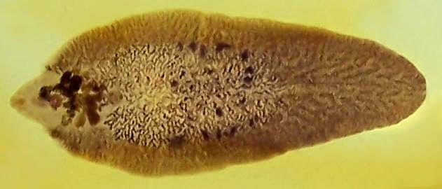 Invertebrates Types of Marine Flatworms Flukes All endoparasitic Amazing reproductive abilities Have suckers to attach to inside of blood