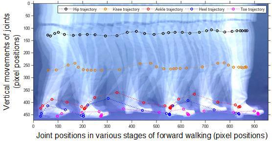 Acceleration and deceleration of movements are clearly visible at the beginning and the end of gait, representing GI and GT.