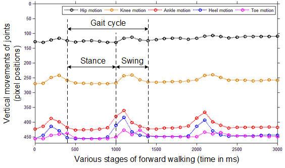 Ankle, Heel, and Toe points also presents highest speeds during swing phase.