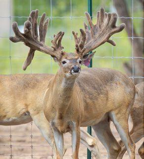 droptineranchbreeders.com Hunting Business will be Included at No Additional Cost.