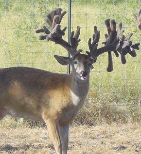 Website and Facebook Page Summer Herd inventory of Approximately 350 Breeder Deer